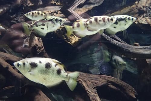 Smallscale Archerfish