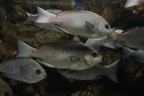 Smallscale Blackfish