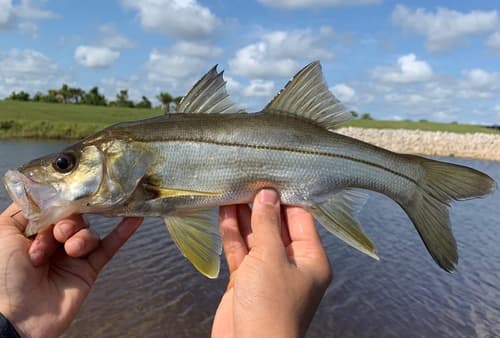 Smallscale Fat Snook