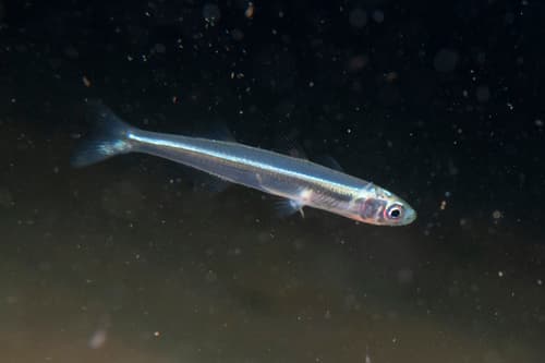 Smallscale Hardyhead