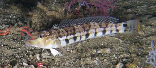 Smallscale Sandperch