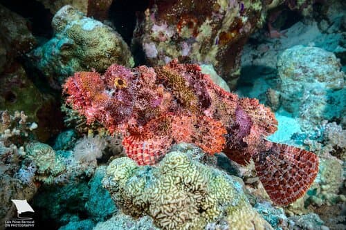 Smallscale Scorpionfish