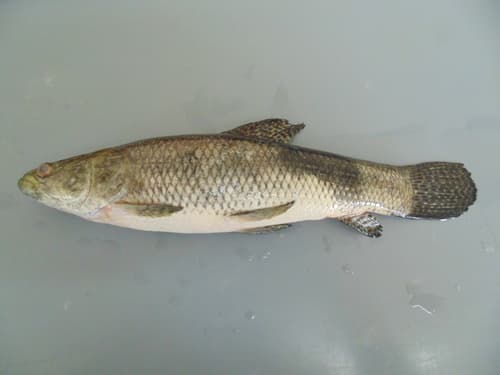 Smallscale Wolffish