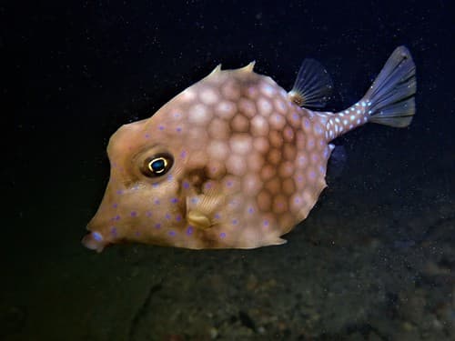 Smallspine Turretfish