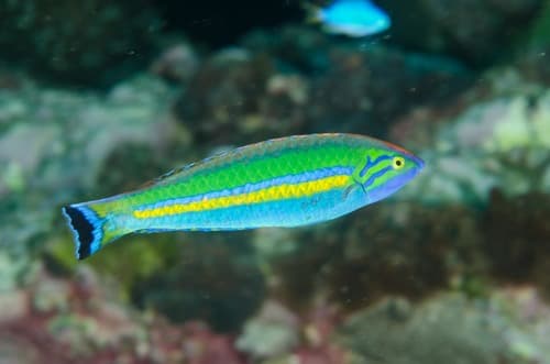 Smalltail Wrasse