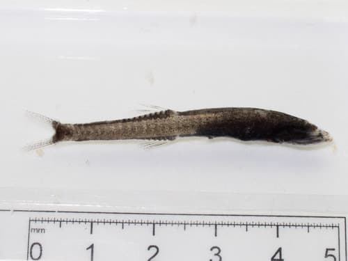 Smalltooth Bristlemouth