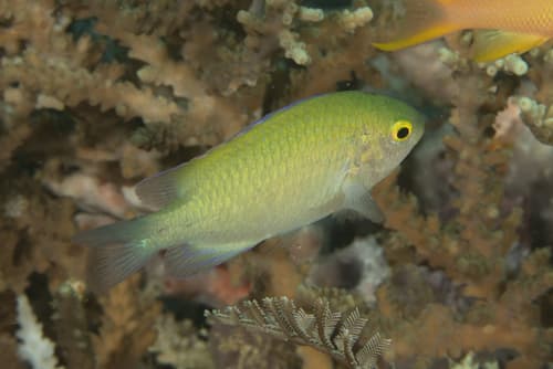 Smith's Damselfish