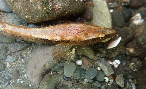 Smooth Alligatorfish