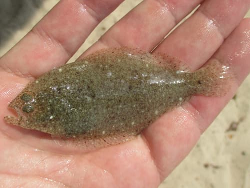 Smooth Flounder