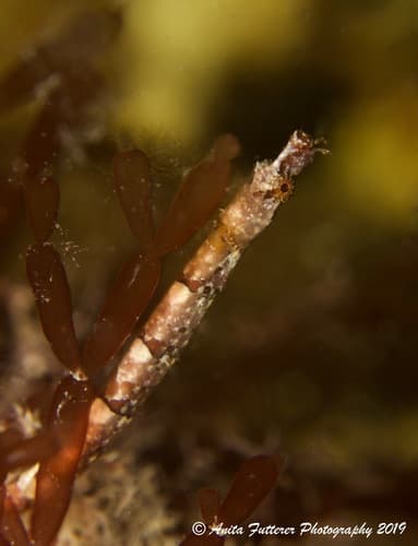 Smooth Pipefish
