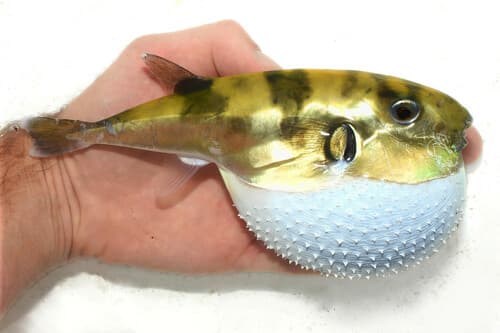 Smooth Puffer