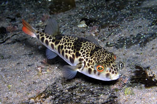 Smooth Toadfish