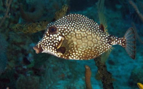 Smooth Trunkfish