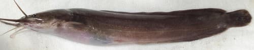 Smoothhead Catfish