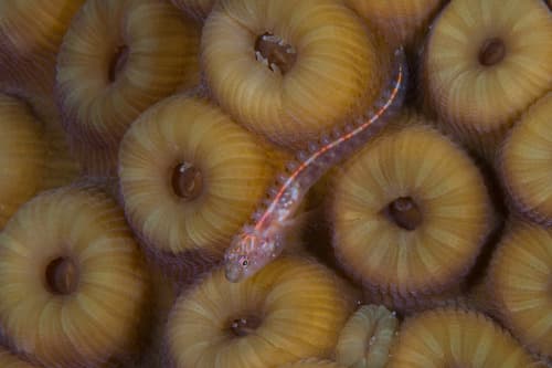Smoothhead Glass Blenny