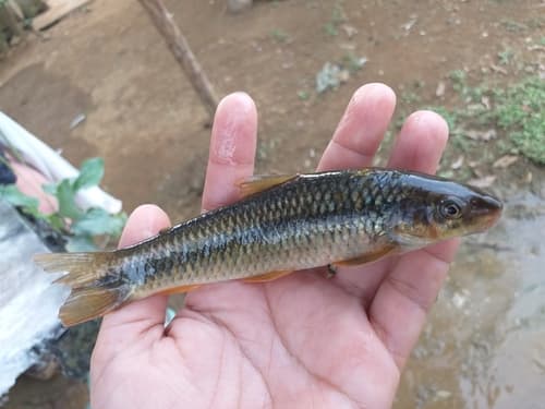 Smoothliped Characin