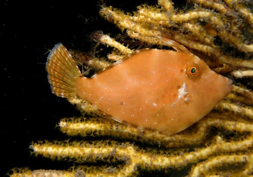 Smoothspine Leatherjacket