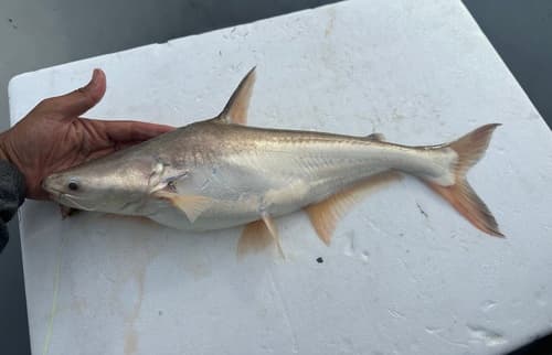 Snail-eating Pangasius