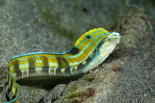 Snake Blenny