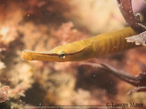 Snake Pipefish