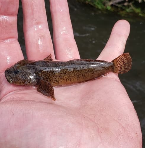Snake River Sculpin