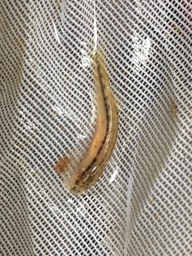 Sneaky Pencil Catfish