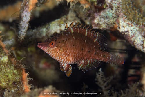 Sneaky Wrasse