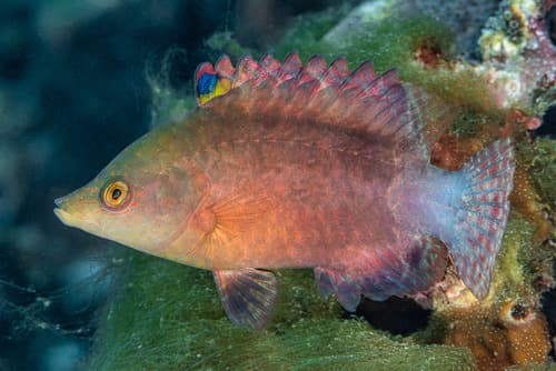 Snooty Wrasse