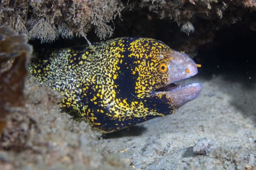 Snowflake Moray