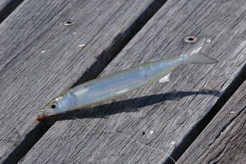 Snubnose Garfish