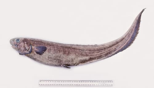 Snubnosed Spiny Eel