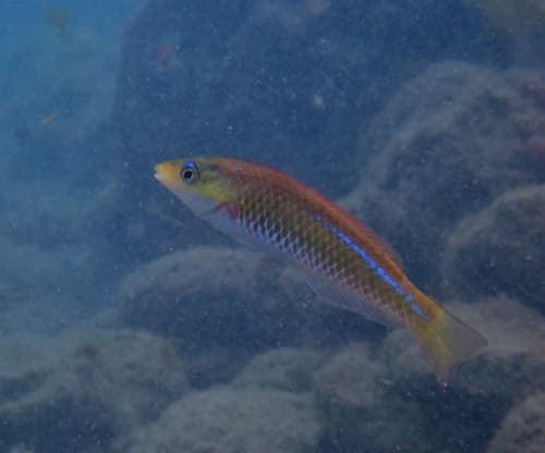 Socorro Wrasse