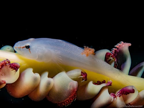 Softcoral Ghostgoby