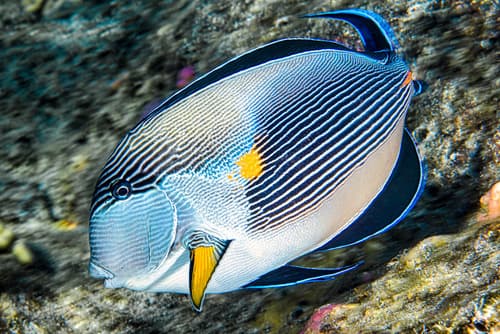 Sohal Surgeonfish