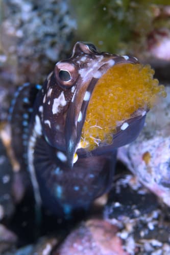 Solor Jawfish