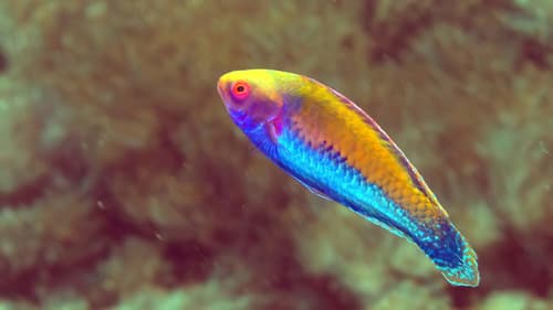 Solor Wrasse