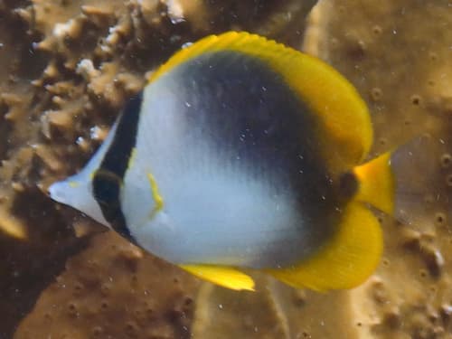 Somali Butterflyfish