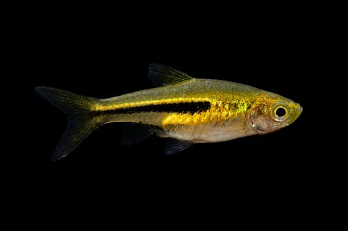 Somphongs's Rasbora
