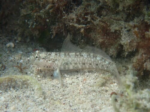 Sonora Goby