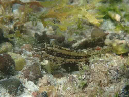 Sonoran Blenny