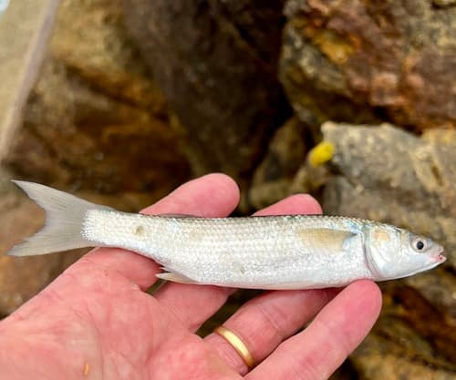 South African Mullet