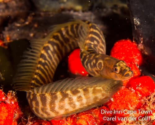 South African Snakelet