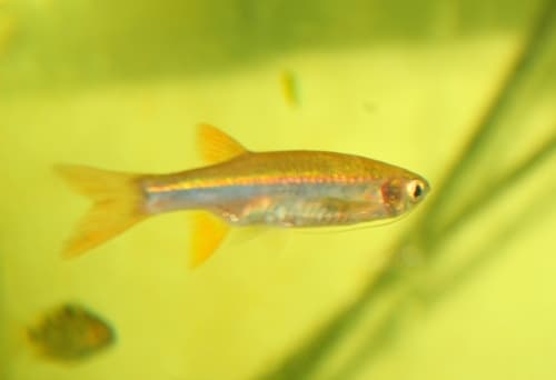 South Indian Flying Barb