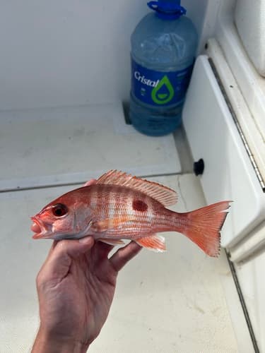 South Pacific Red Snapper