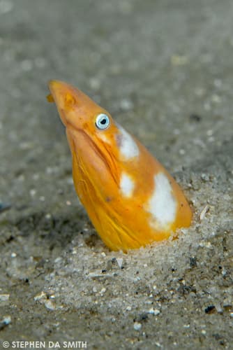 South Pacific Snake Eel