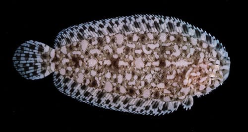South Pacific Sole