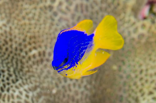 South Seas Demoiselle