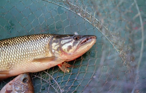 Southern African Pike