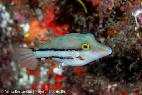 Southern Atlantic Toby