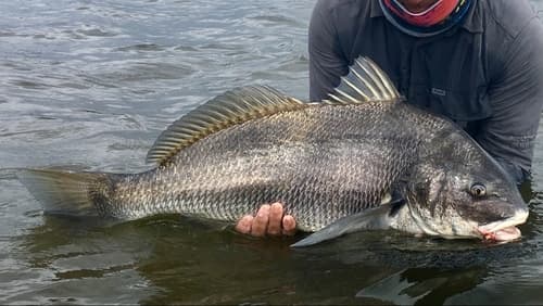 Southern Black Drum